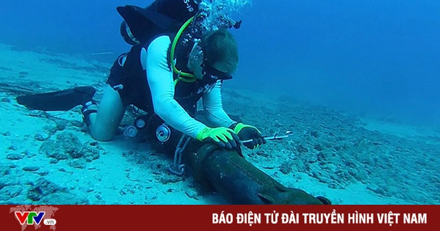 5 TUYẾN CÁP QUANG BIỂN GẶP SỰ CỐ NHƯNG VẪN CHƯA ĐƯỢC KHẮC PHỤC